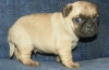 adorable-pug-for-your-kids