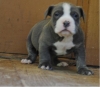 Adorable-Pure-Breed-American-Pitbull-Puppies-